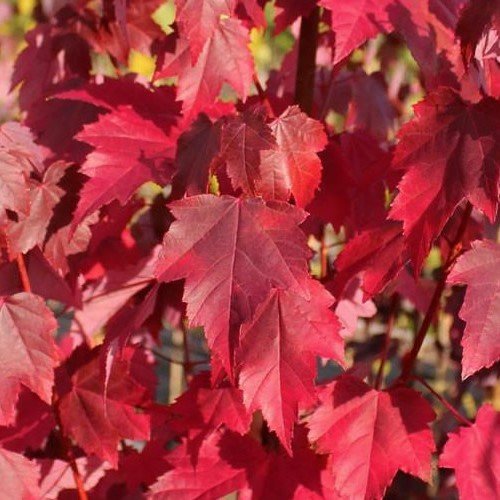 Acer rubrum Brandywine, Red Maple - 2.2m - Image 2