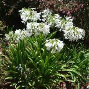 Agapanthus orientalis Alba - Pb6.5
