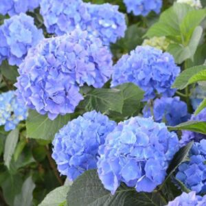 Hydrangea Renate Steiniger - Pb6.5