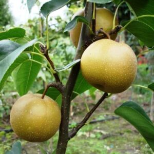 Nashi Pear Hosui - Pb18