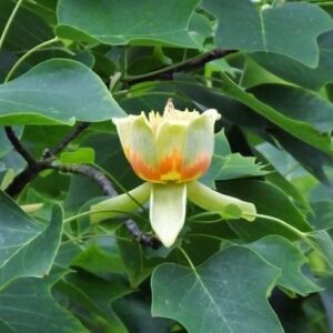 Liriodendron Arnold, Tulip Tree - Pb28