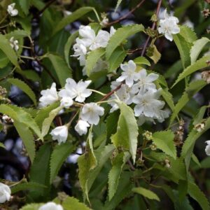 Hoheria populnea, Lacebark - Pb6.5 (90/130)