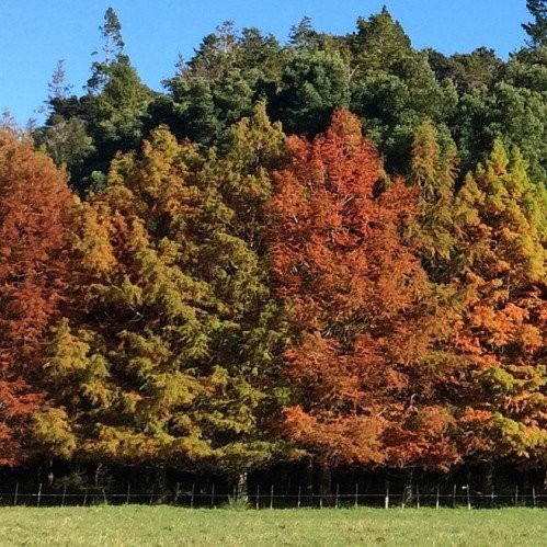 Taxodium distichum, Bald Cypress - Pb60