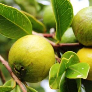 Guava Yellow Strawberry - 1.2 ltr