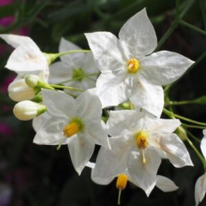 Solanum Grandiflora, Potato Vine - 1.5Ltr/Pb6.5