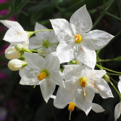 Solanum Grandiflora, Potato Vine - 1.5Ltr/Pb6.5