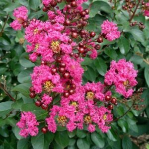 Lagerstroemia Little Chief, Crepe Myrtle - Pb6.5