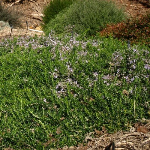 Rosmarinus prostrata - Pot - Image 2