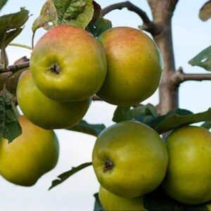 Apple Sweet Alford (cider) - Pb12