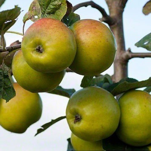 Apple Sweet Alford (cider) - Pb12