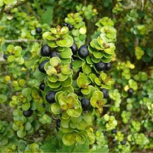 Ilex crenata Mariesii, Japanese Box Holly - Pb6.5