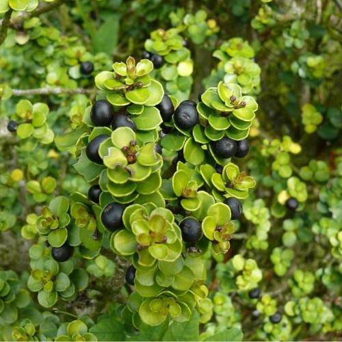 Ilex crenata Mariesii, Japanese Box Holly - Pb6.5