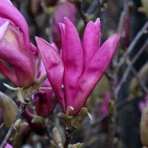 Magnolia Susan - Pb28/Pb40