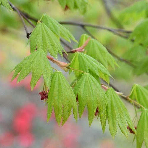 Acer vitifolium, Vine Leaf Maple - Pb60