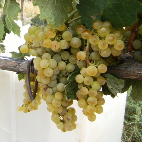 Grape Moores Diamond - Pb6.5 - Image 2