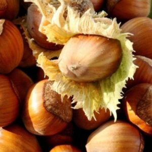 Hazelnut Barcelona - Pb18