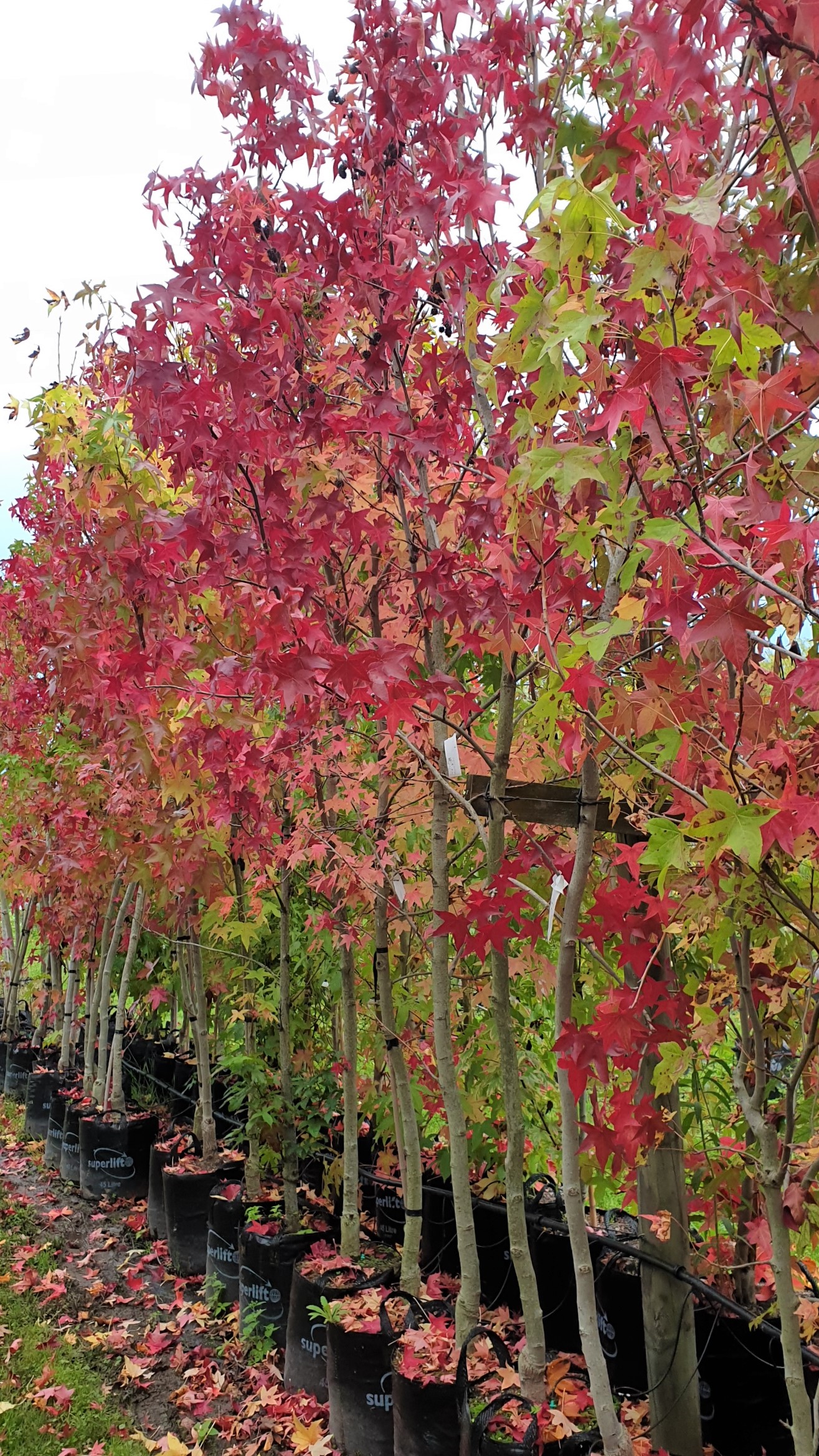 Liquidambar Richared, Sweet Gum - 45Ltr (250/300) - Image 3