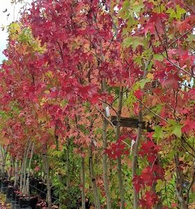 Liquidambar Richared, Sweet Gum - 45Ltr (250/300)