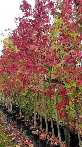 Liquidambar Richared, Sweet Gum - 45Ltr (250/300)