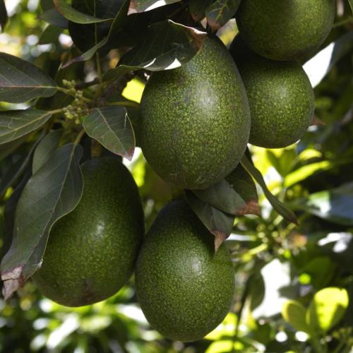 Avocado Bacon - Pb10 - Image 2