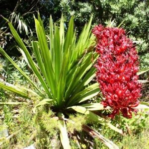 Doryanthes palmeri - Pb6.5
