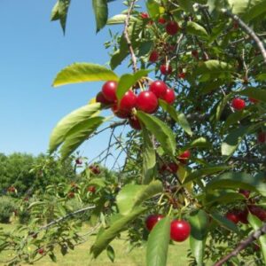 Cherry Burlat - Pb18