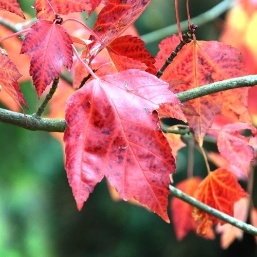 Acer rubrum Red Sunset, Red Maple - Pb28 - Image 2