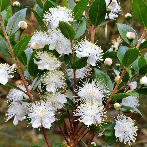 Myrtus communis - Pb6.5/Pb12 (30/60) - Image 2