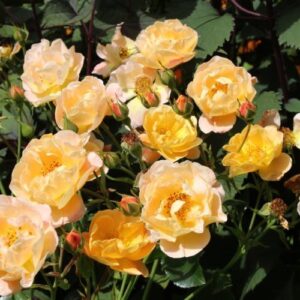 Rose Flower Carpet Amber