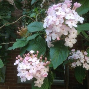 Luculia Fragrant Pearl - Pb6.5/3.5Ltr (50/60)