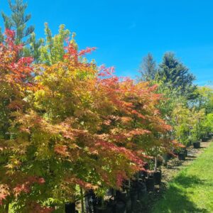 Acer Osakazuki - 25Ltr 2.8m well branched form