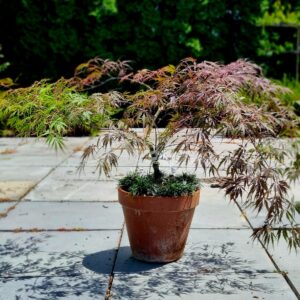 Acer palmatum Inaba Shidare- Terracotta pot with mondo grass