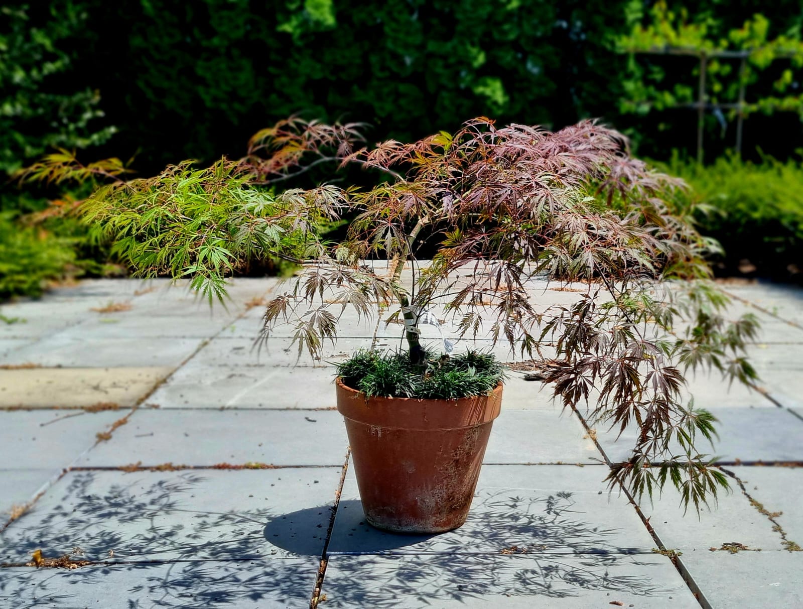 Acer palmatum Inaba Shidare- Terracotta pot with mondo grass