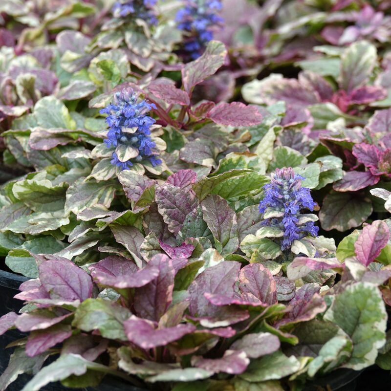 Ajuga Burgundy Lace - Image 2