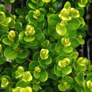 Buxus Freedom