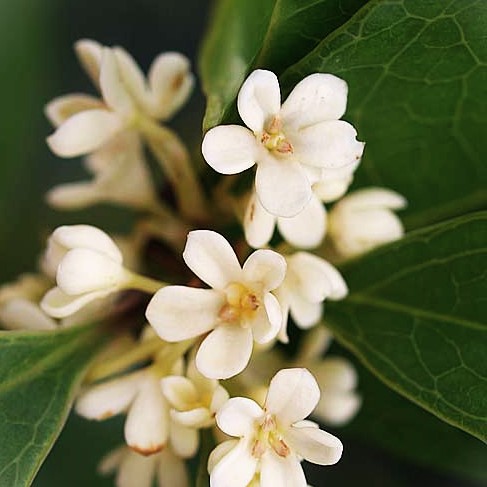 Osmanthus fragrans, Genuine Chinese Osmanthus Pb8 (1.5-1.7m) - Image 3