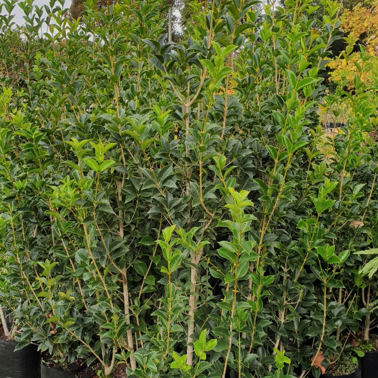 Osmanthus fragrans, Genuine Chinese Osmanthus Pb8 (1.5-1.7m) - Image 2