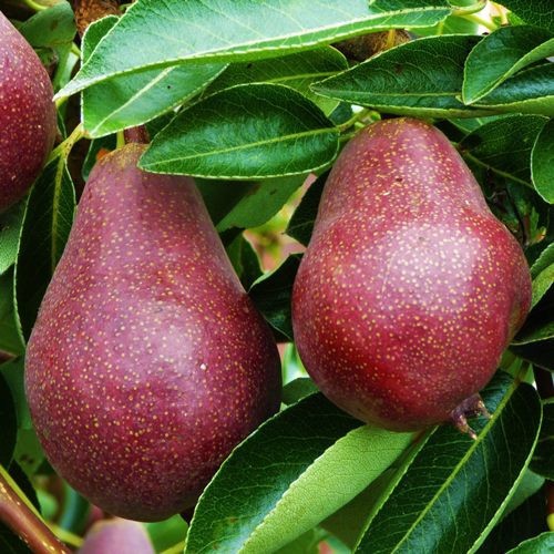 Pear Double Red Bartlett / Conference