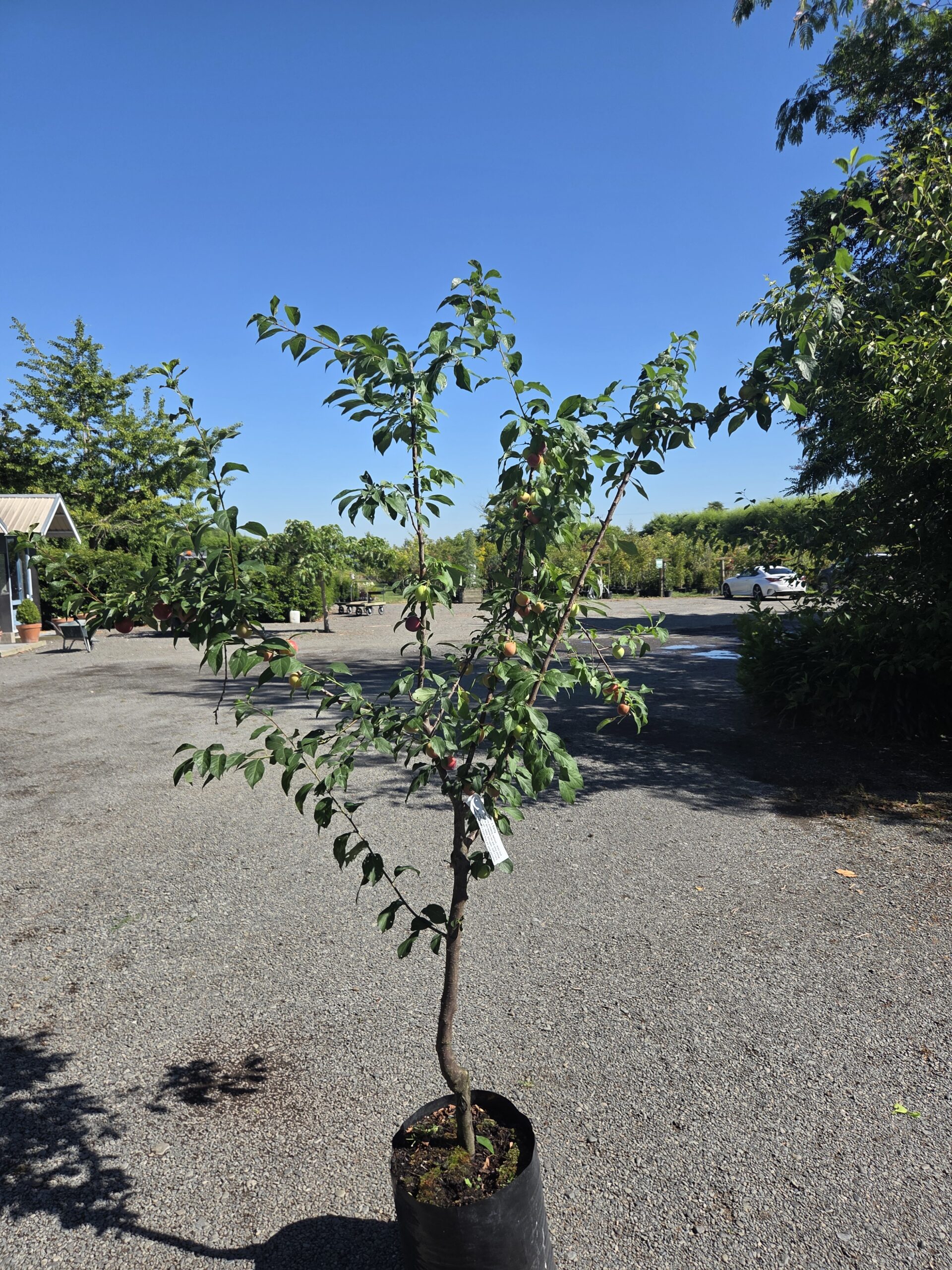 Christmas Giving Tree Set: Fruit Tree Edition- 3 trees - Image 3