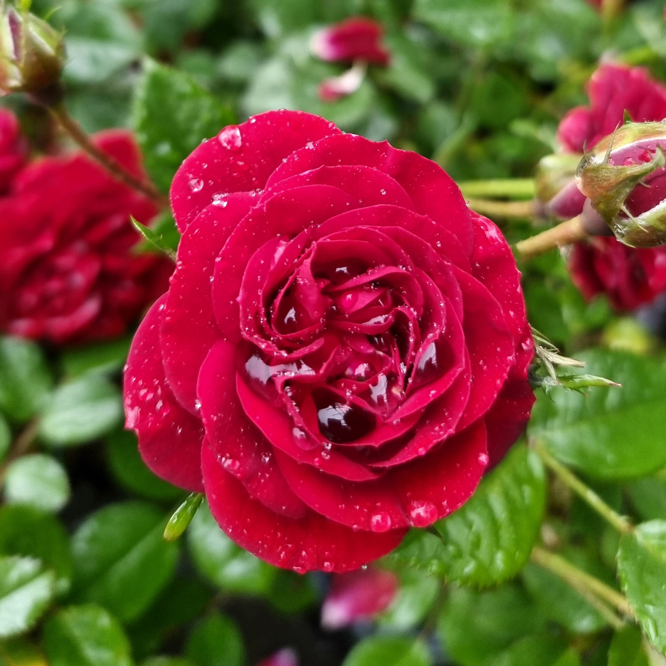 Rose Essential Cover - 2.5Ltr - Image 2