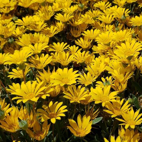 Gazania Mt. Ruapehu, Treasure Flower - 1.5Ltr - Image 2