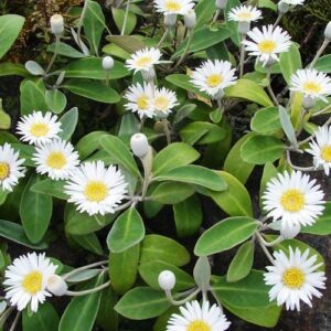 Pachystegia minor, Rock Daisy - Pb6.5