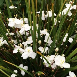 Libertia Grasshopper - Pb3/Pb6.5