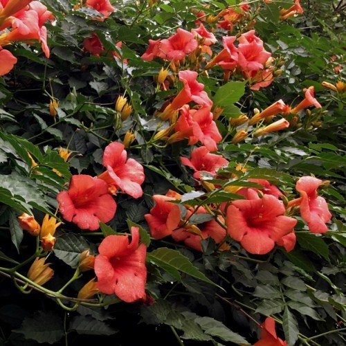 Campsis Madame Galen, Trumpet Vine - 2.5Ltr