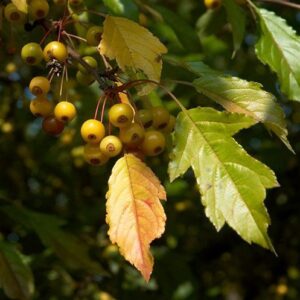 Malus sieboldii, Siebold Crabapple - Pb12