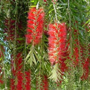 Callistemon Hack Falls - Pb28 (150/180)