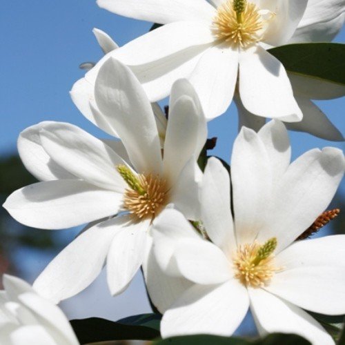 Michelia Loving Memories - 2.5Ltr - Image 2