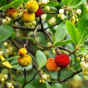 Arbutus unedo, Strawberry Tree - Pb5/Pb6.5