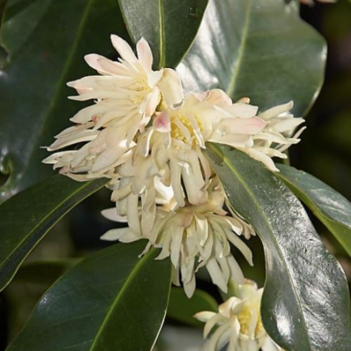Illicium majus, Anise Tree - Image 2