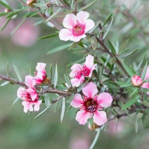 Leptospermum scoparium, Manuka - 1.7Ltr/Pb6.5